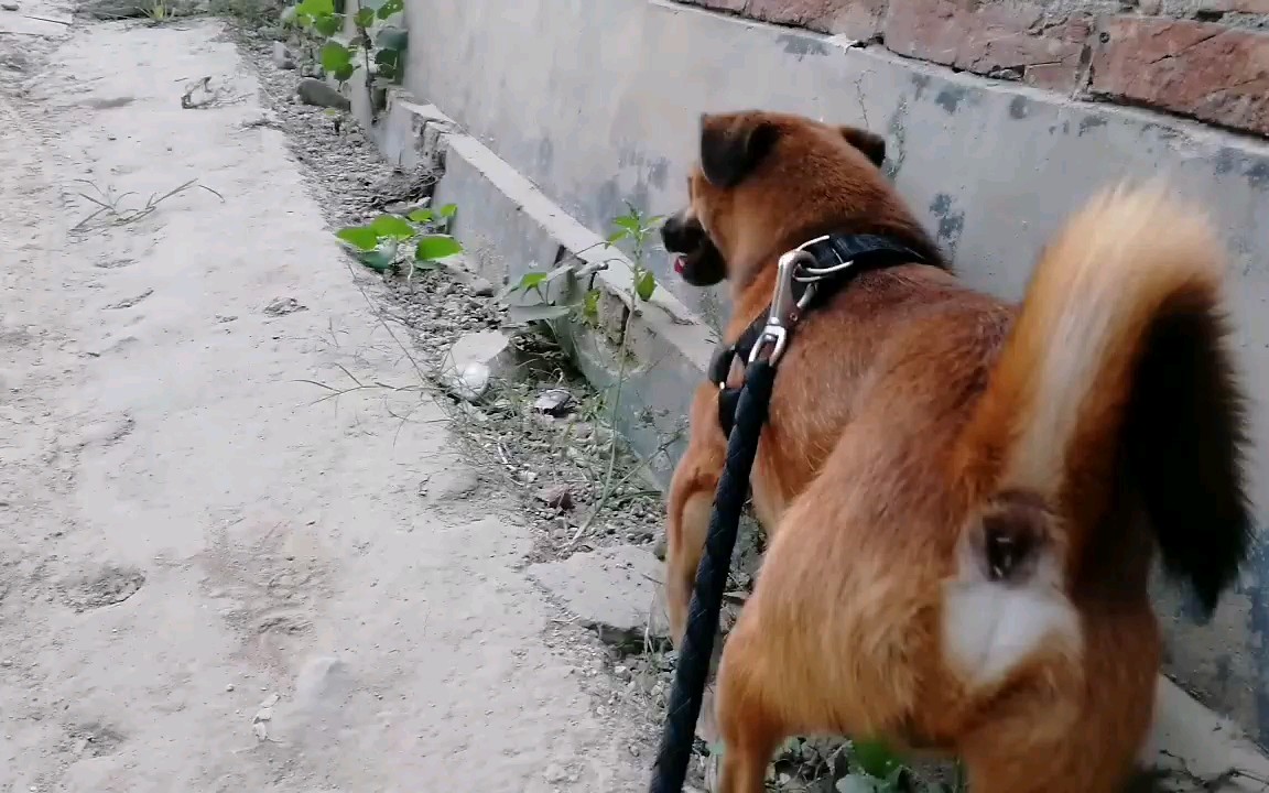 母狗生理期怎么护理？用生理裤解决发情烦恼，防止被公狗侵犯