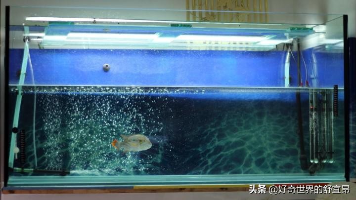 硝化细菌怎么培养(硝化细菌怎么培养视频)