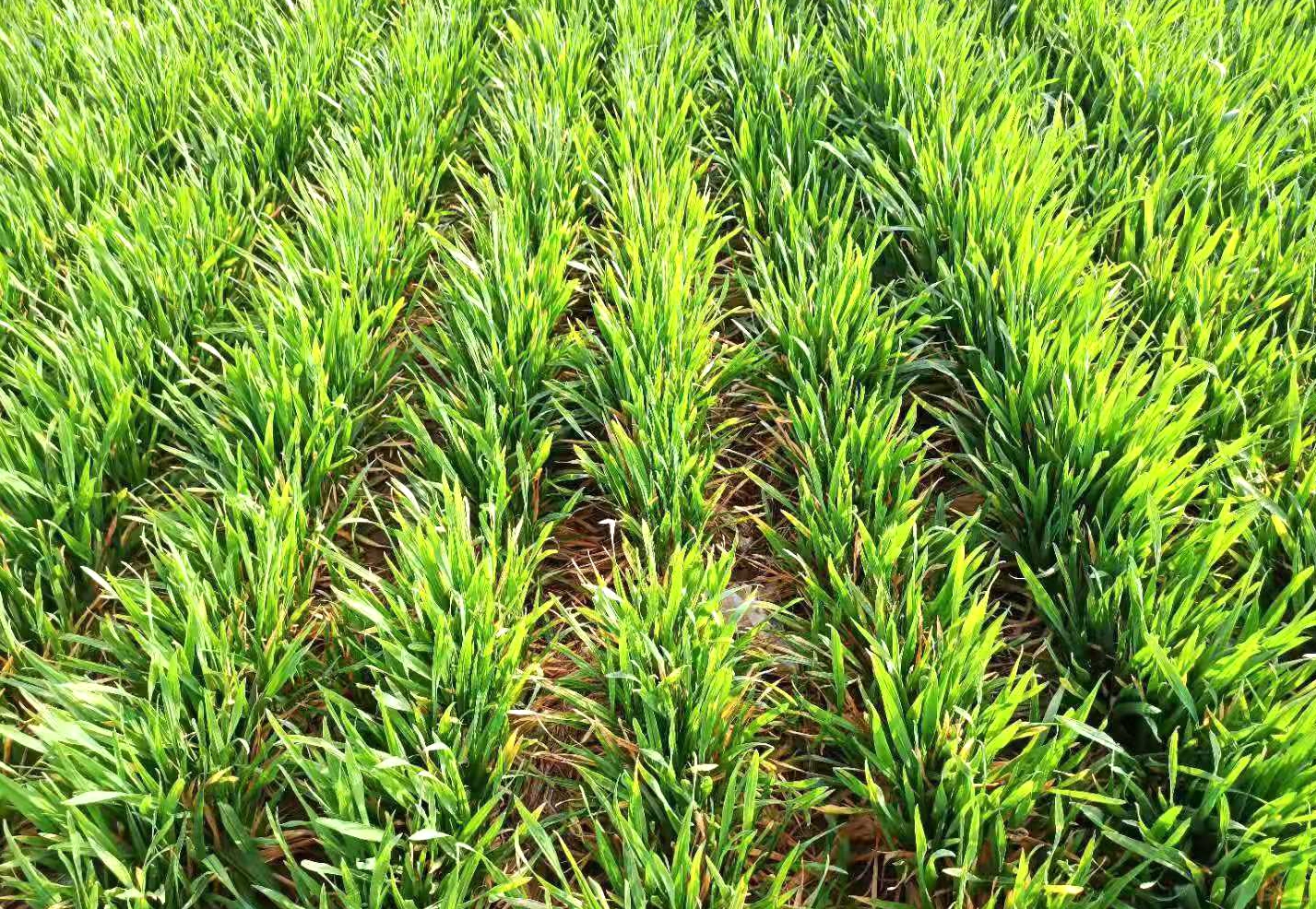 154个国审小麦名单公布(二)