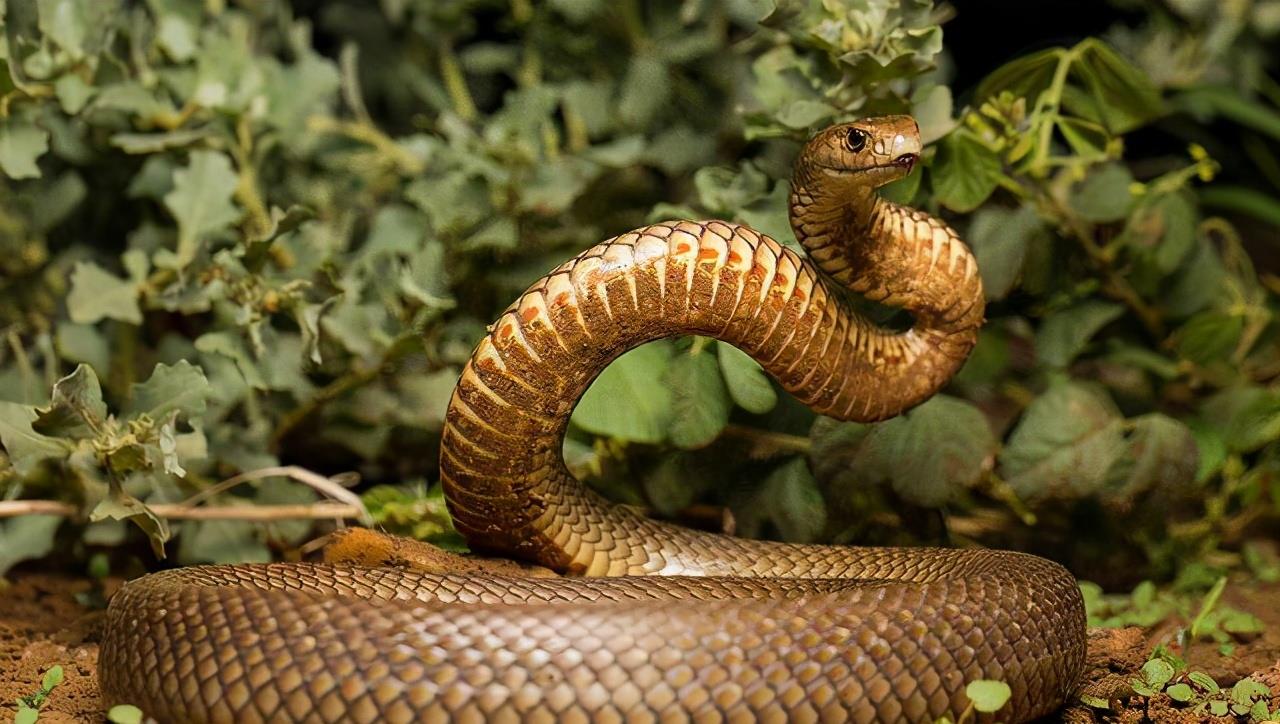 最毒的蛇排名详解，世界上最毒的六种陆地毒蛇排名介绍？