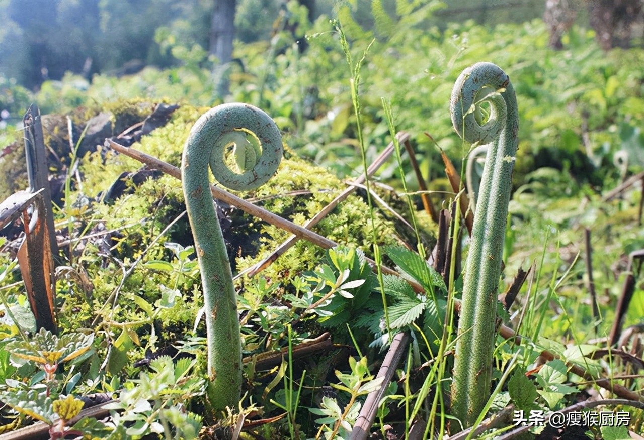 40種野菜圖片大全,教你認識不同的野菜和吃法,你想要的野菜都有