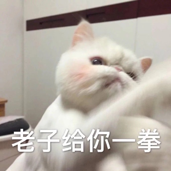 猫咪表情包合集｜我这不是肉，是妈妈的钱