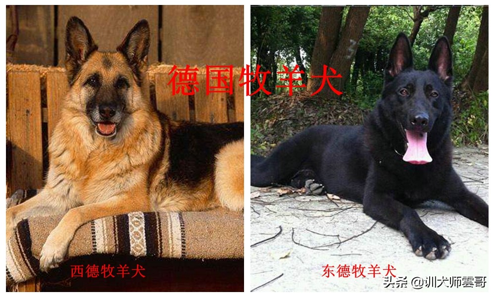 牧羊犬种类（图文讲解10种最常见的牧羊犬类型）