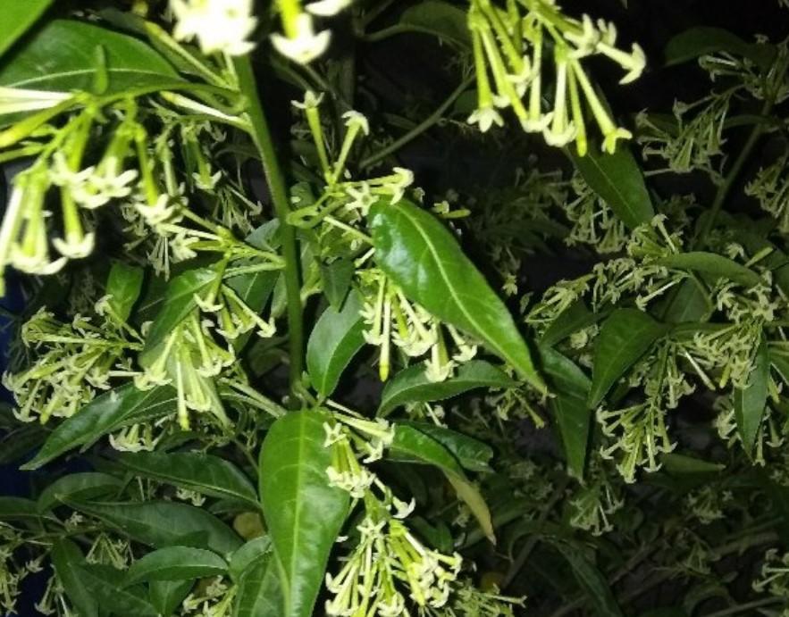 夜來香什么季節開花,夜來香什么季節開花開多長時間