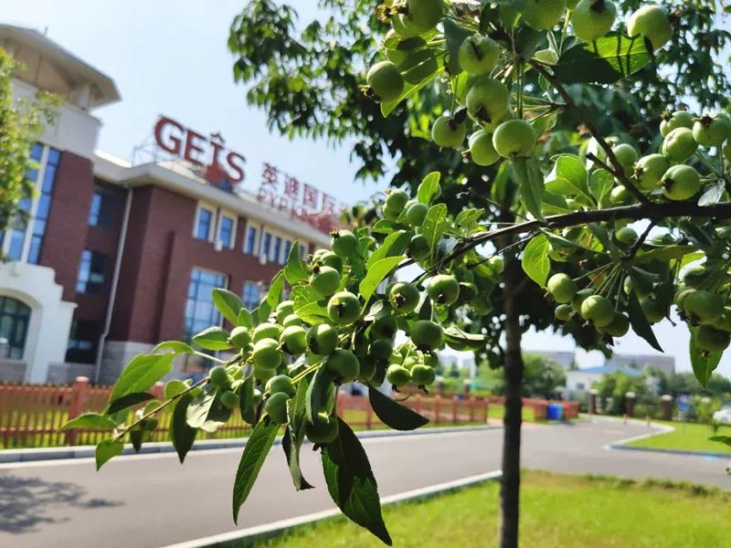 英迪国际学校2020年小学生入学须知