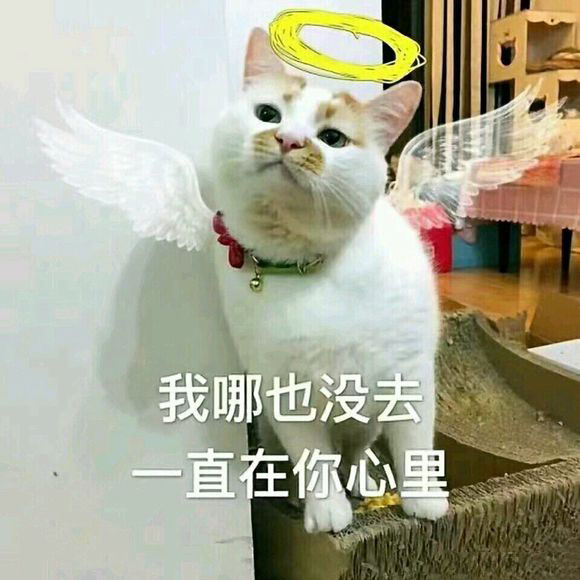 猫咪恋爱表情包｜发誓爱你一辈几