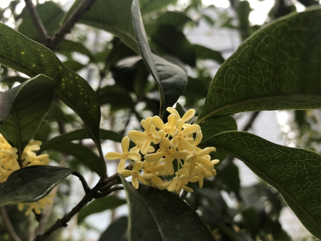 丹桂、金桂、银桂、四季桂，哪个最香？你闻的桂花是什么桂花？