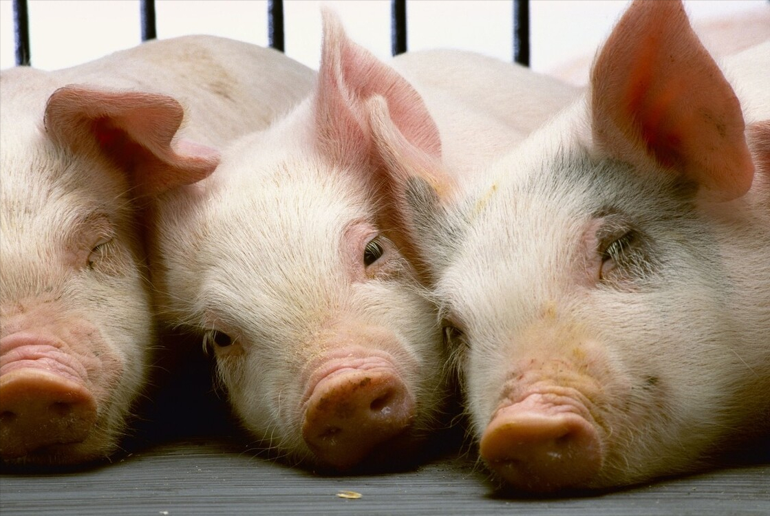 5月猪价“深度调整”，养殖户欲哭无泪，为何猪价只跌不涨呢？