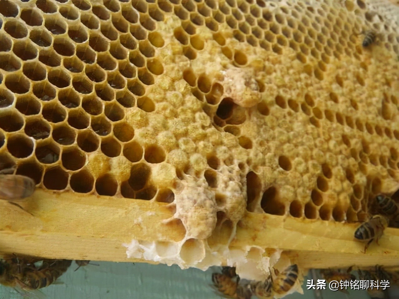 一妻多夫制的蜜蜂，为何边飞边交配，雄性交配完为何就会死亡？