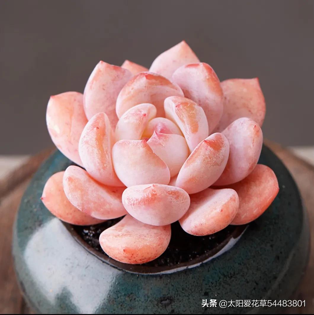 9种口碑非常好的多肉，易养护，出状态又仙又美