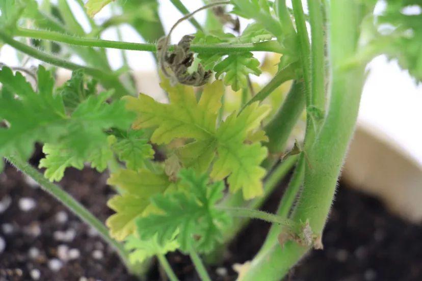 栀子花叶子发黄图解（各种植物黄叶的原因和解决方法）