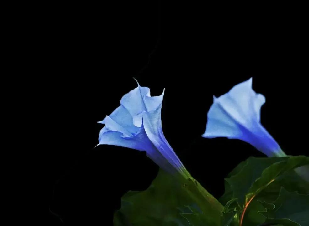 十大地狱恶魔之花(象征黑暗的地狱十种恶魔之花)