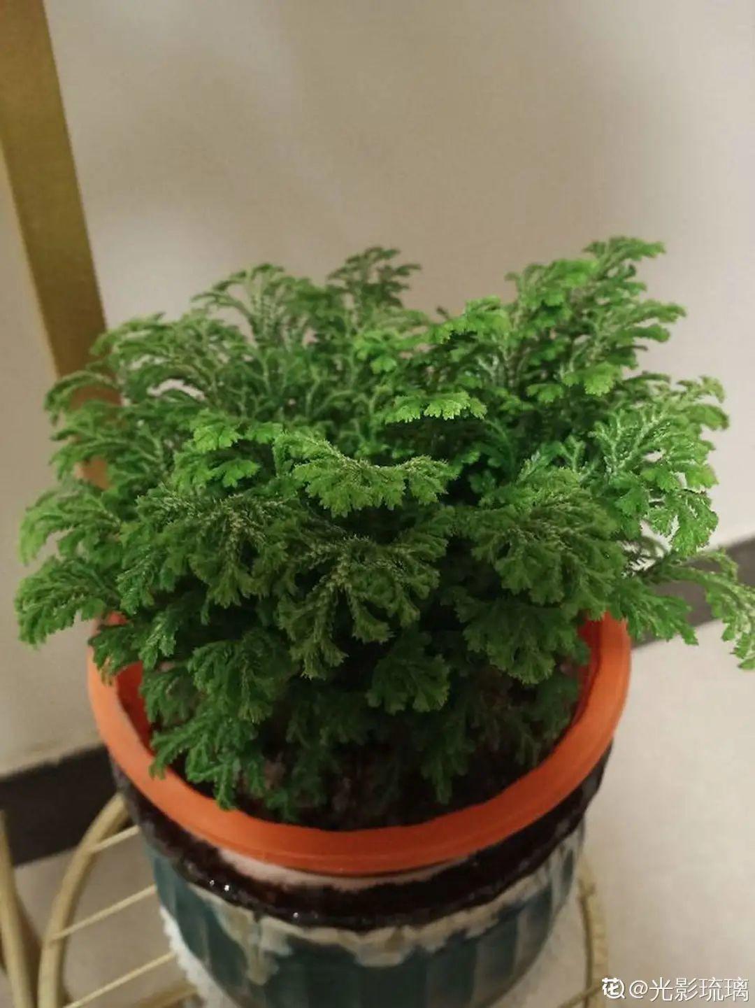 “折腾不死”的10种花,咋养都爆盆,懒人最适合!