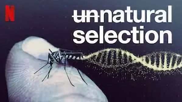 Netflix《物竞人选》：揭示基因编辑现状的第一部纪实片