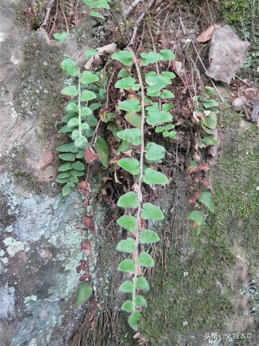 败毒草,见过吗?解毒,燥湿止痒,主风毒疮痒,湿疹