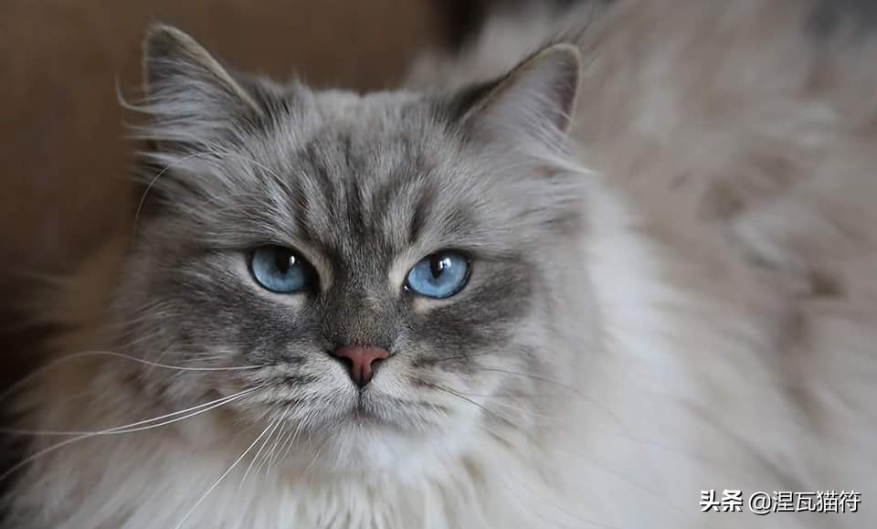 布偶猫丨山猫纹重点色