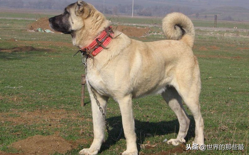 两种素有“国宝”之称的猛犬，不仅体型最大，实力更是犬中前三