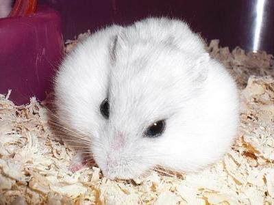 银狐仓鼠从背面看与可爱的小白兔非常相似,全身毛茸茸的白毛,小巧玲珑