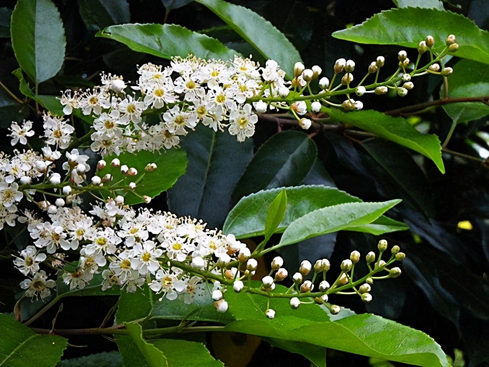 花语来历,感兴趣的来看看!1-3月生日花