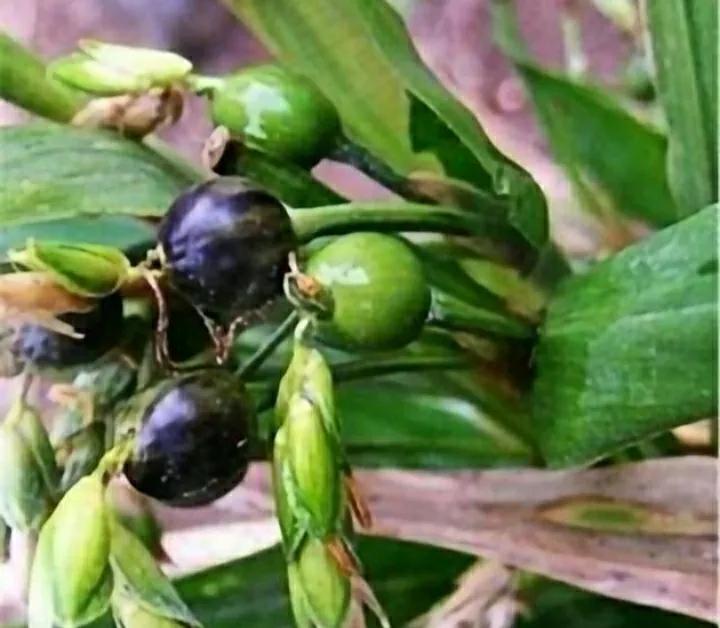 童年用它串"手链","门帘 ",有人称它"吸血珠"