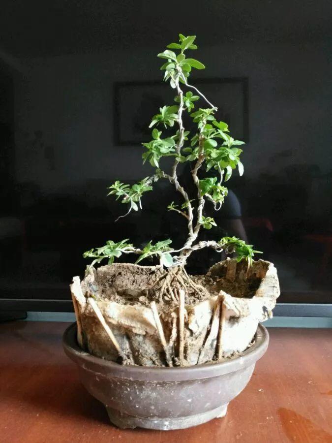 老妈正在家种枸杞子，1盆后果100个，养生又美食！