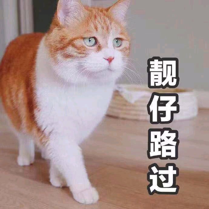 猫咪表情包合集｜大人说话，小孩别插嘴