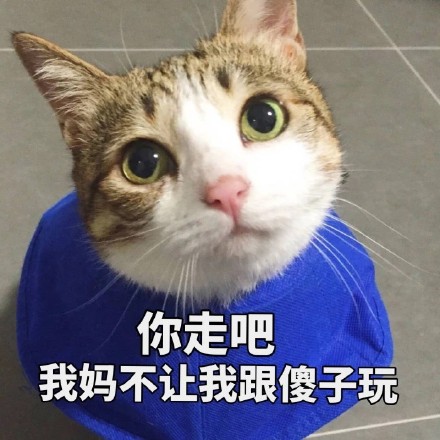 猫咪表情包：我投降我投降