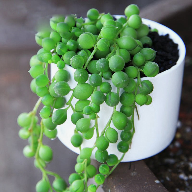 4种"禅意"花,招财富贵又文艺,书房客厅都能养