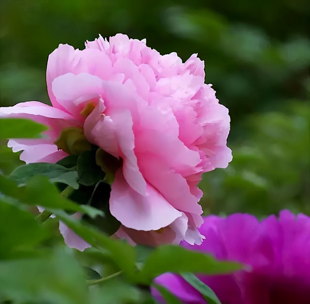 牡丹花的介绍（一分钟带你认识国花牡丹在家轻松养护）