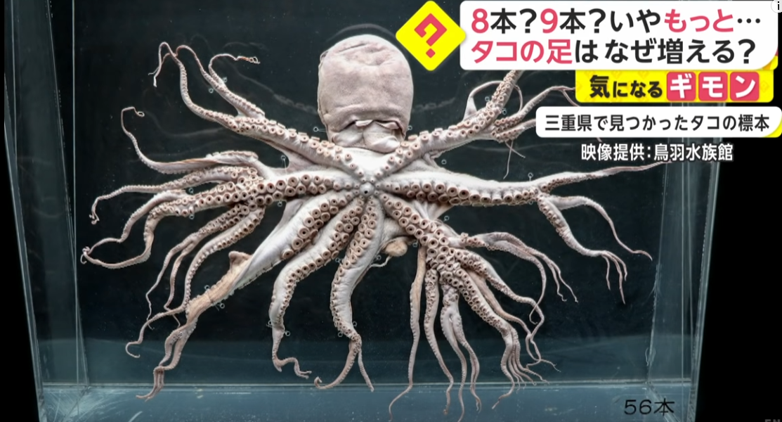 如何用进化论来解释章鱼的基因比人类复杂？(如何用进化论来解释章鱼的基因比人类复杂的原因)