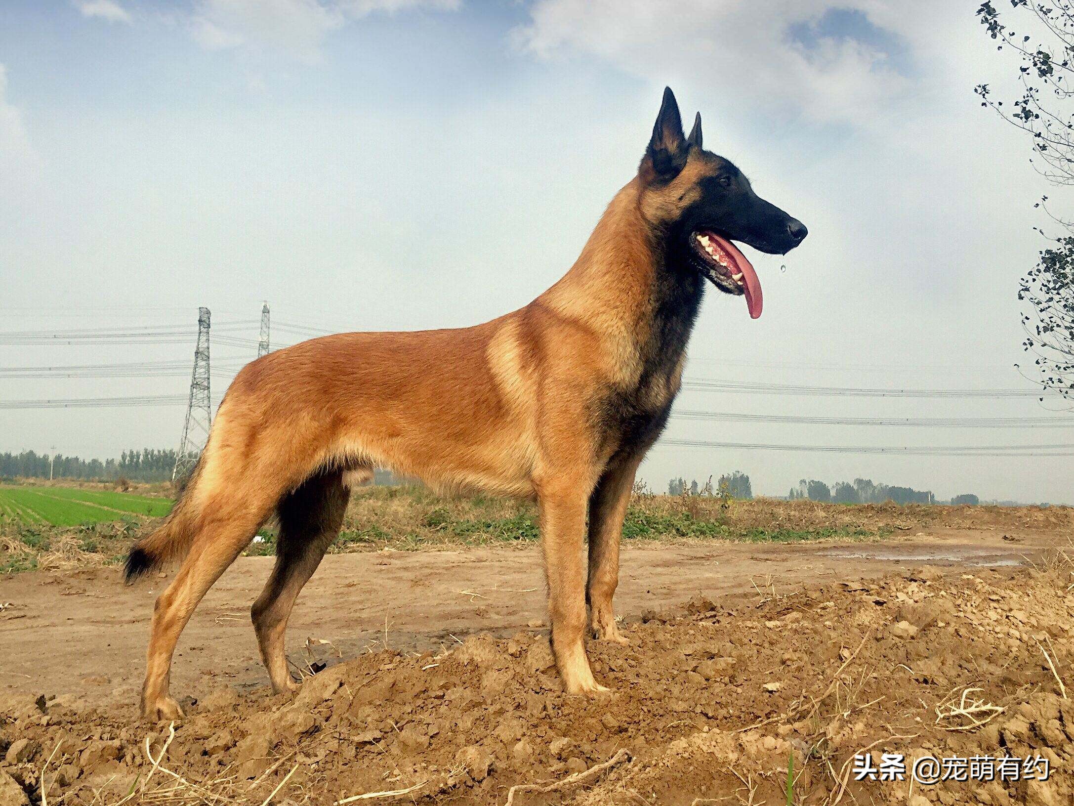 警犬图片天狼妞妞图片