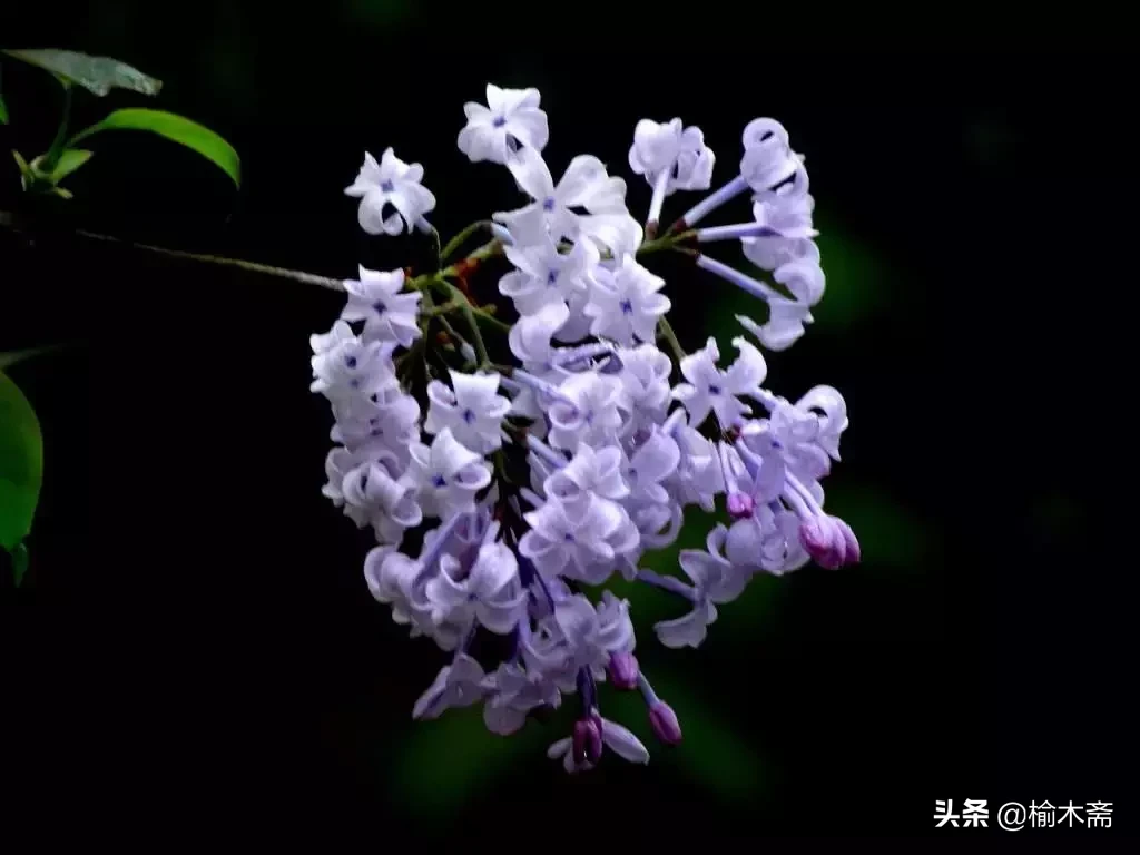 赞美丁香花的优雅诗句(十首丁香花的优美古诗词赏析)