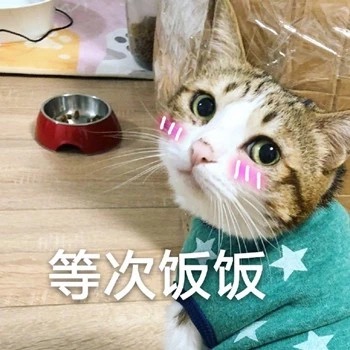 猫咪表情包：我饿啦