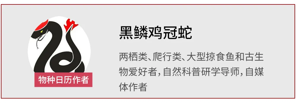 最常见的化石,许多人连名字都不会念