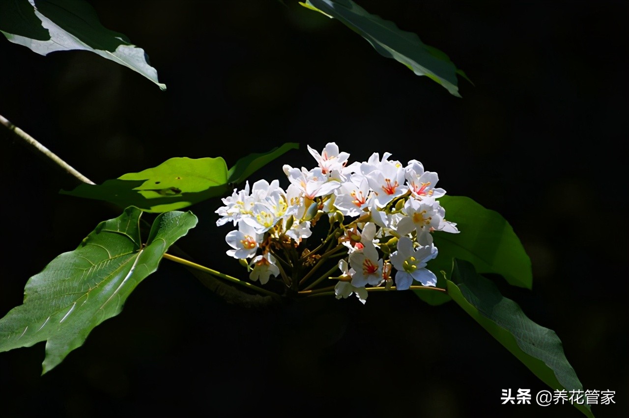 油桐花开，纷飞似雪，忆儿时