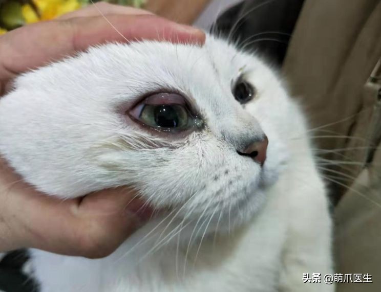 猫咪眼部分泌物不容忽视！预防眼部疾病，清洁和健康饮食很重要