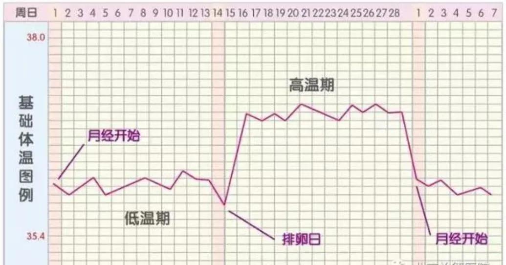 排卵期排卵期具体指的是哪几天