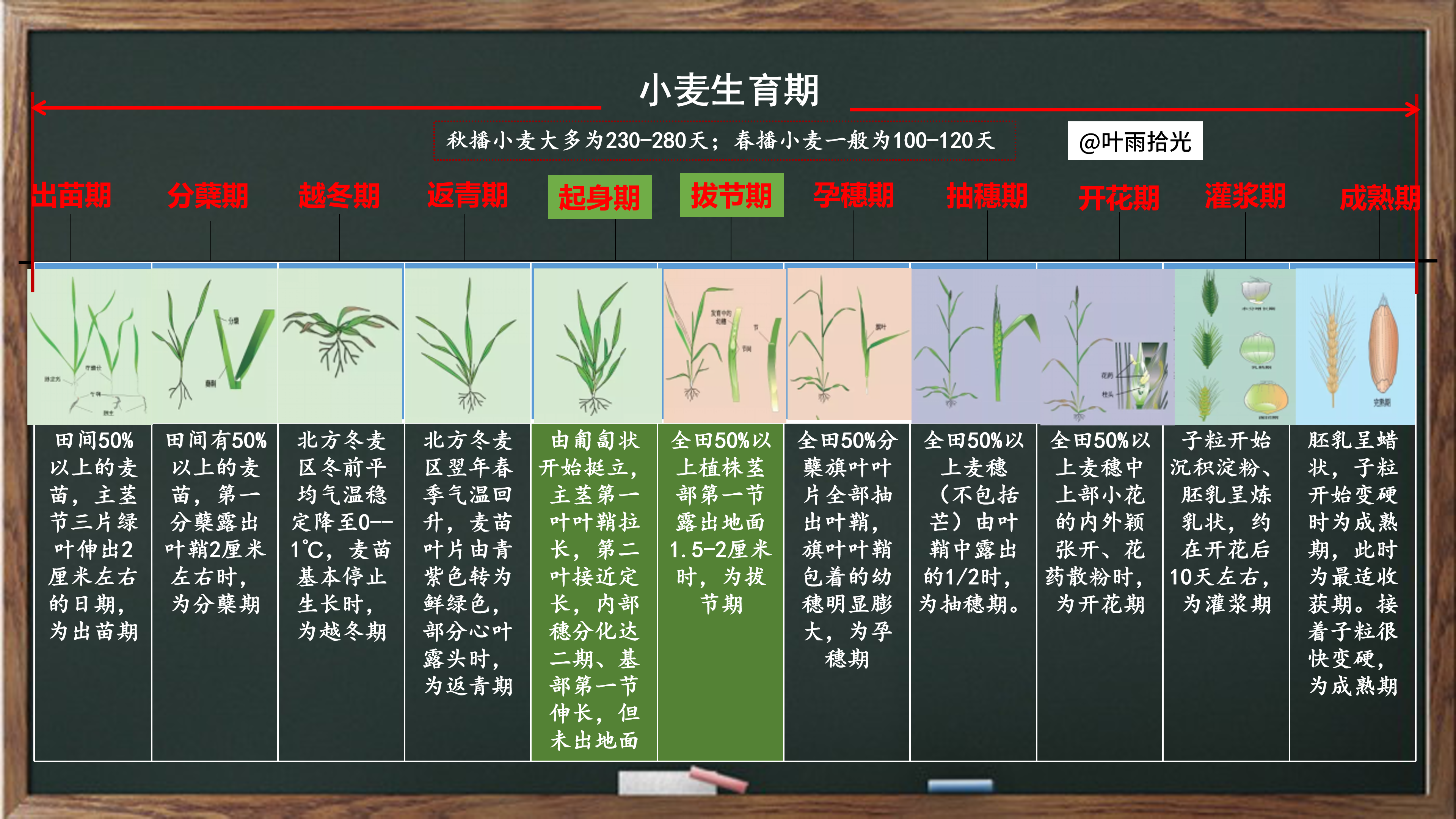 小麦生长周期（一张图带你看懂小麦的生育期）