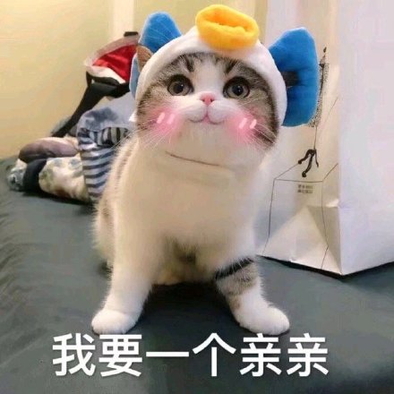 猫咪表情包：我要一个亲亲