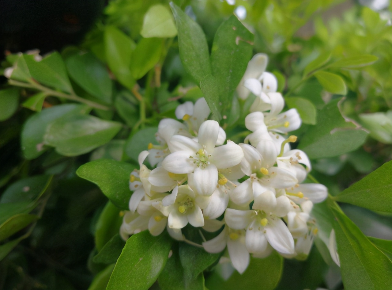 七里香花(七里香花诗词)