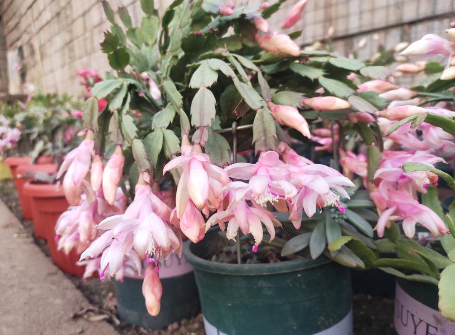 公认好养的5种花,养花新手不要怕,准备好“条件”,将它养茂盛