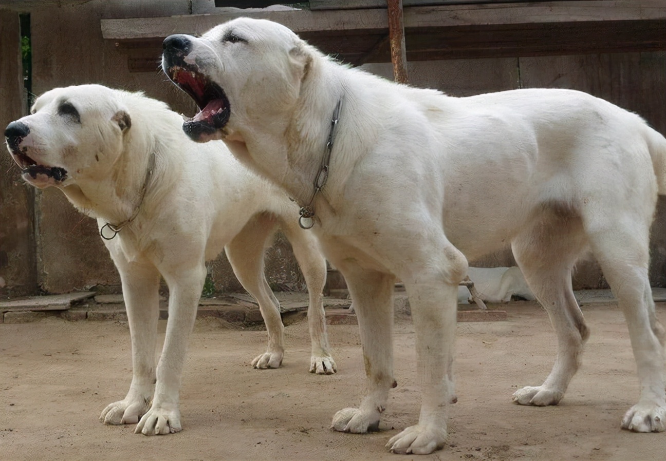 中亚獒犬图片