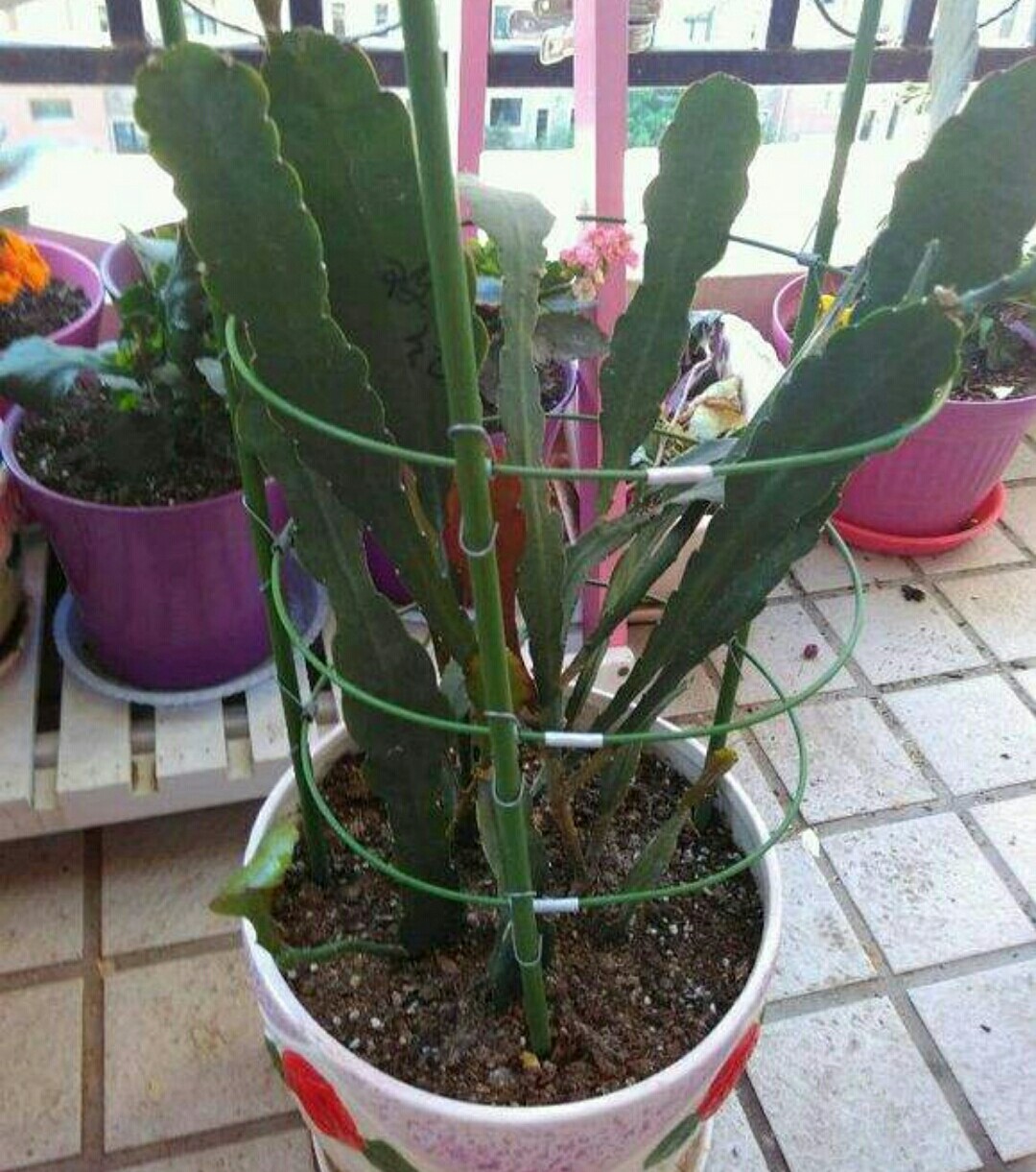 令箭荷花什么时候开花(令箭荷花什么时候开花去年插令箭荷花今年不开