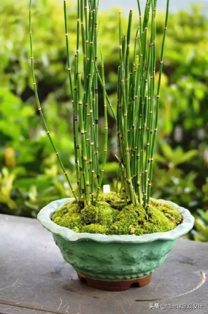 现代庭院景观中常用的植物-木贼