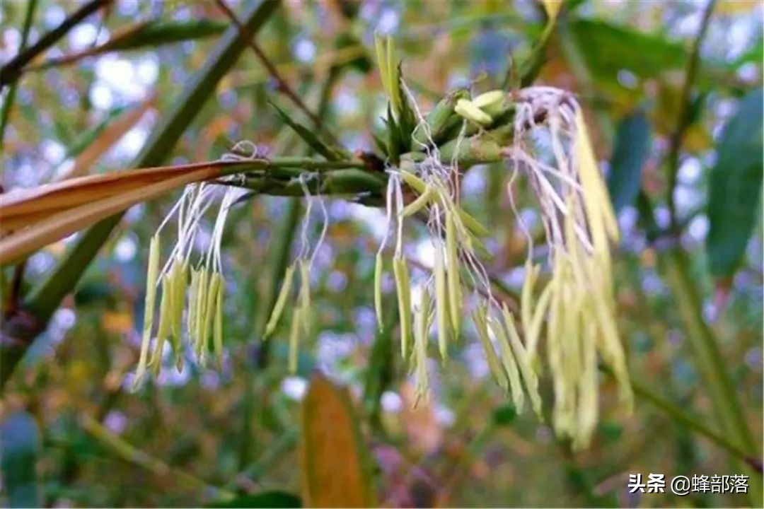 毛竹价格多少钱一吨(竹花) 