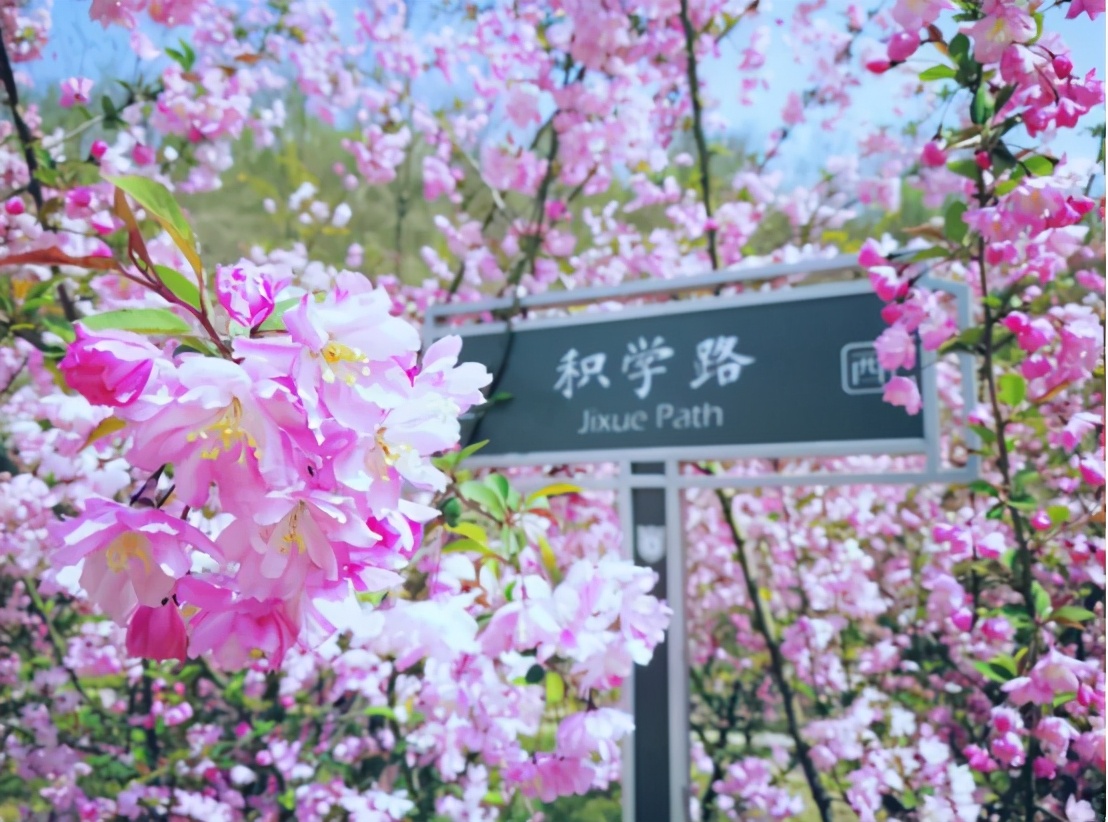 高清大图惊艳来袭！或许，“她”就是南京大学最美校花！