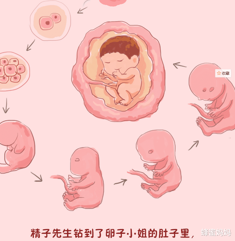 婴儿肚子内脏图图片