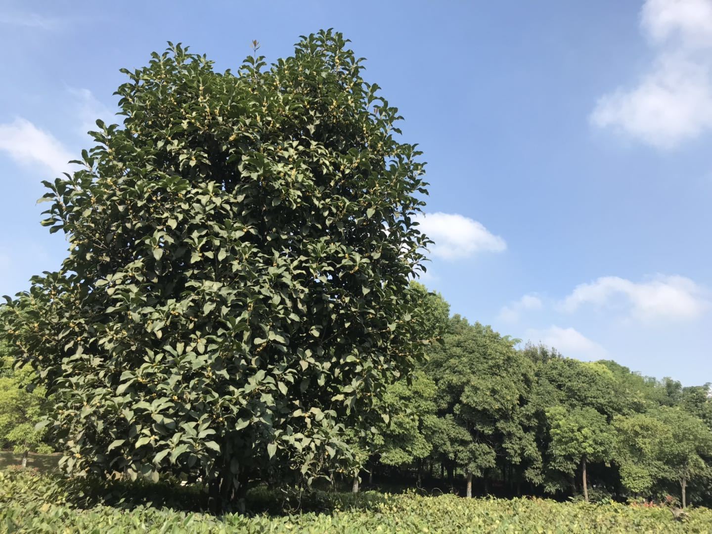 丹桂、金桂、银桂、四季桂，哪个最香？你闻的桂花是什么桂花？