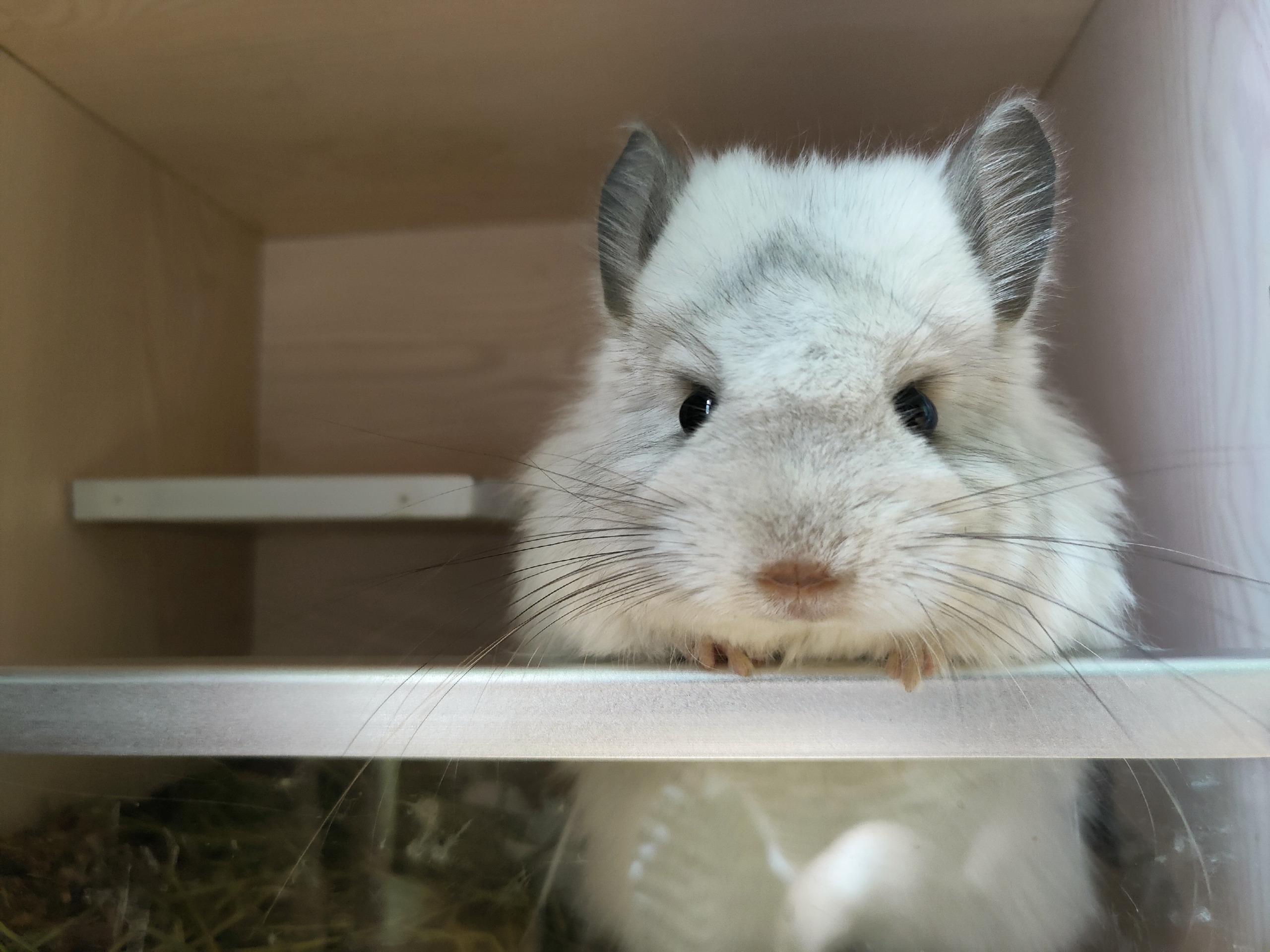 两个月的小龙猫自从发布了很多龙猫的视频后,每次评论里都有留言,这