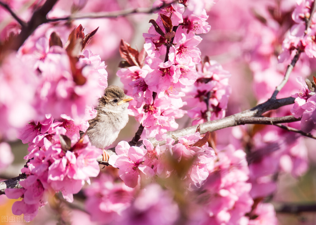 「小作家优秀作品」那一树芬芳——陈星睿